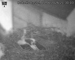 Capi_Dubne_20260610_213003.jpg