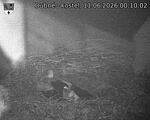 Capi_Dubne_20260611_001002.jpg