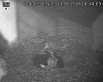 Capi_Dubne_20260611_004003.jpg