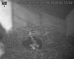 Capi_Dubne_20260611_011502.jpg