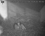 Capi_Dubne_20260611_014502.jpg