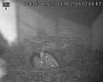 Capi_Dubne_20260611_020002.jpg