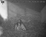 Capi_Dubne_20260611_031002.jpg