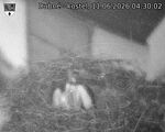 Capi_Dubne_20260611_043002.jpg