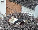 Capi_Dubne_20260611_050002.jpg