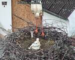 Capi_Dubne_20260611_051002.jpg