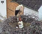 Capi_Dubne_20260611_052503.jpg