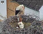 Capi_Dubne_20260611_053502.jpg