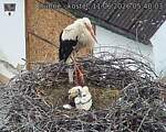 Capi_Dubne_20260611_054003.jpg