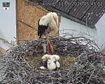 Capi_Dubne_20260611_054502.jpg