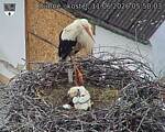 Capi_Dubne_20260611_055003.jpg