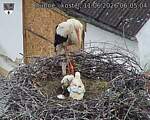 Capi_Dubne_20260611_060504.jpg