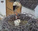 Capi_Dubne_20260611_062002.jpg