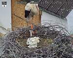 Capi_Dubne_20260611_062503.jpg
