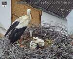 Capi_Dubne_20260611_074003.jpg