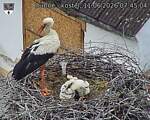 Capi_Dubne_20260611_074504.jpg