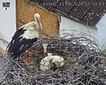 Capi_Dubne_20260611_075003.jpg