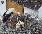Capi_Dubne_20260611_080002.jpg