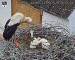 Capi_Dubne_20260611_080504.jpg