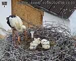 Capi_Dubne_20260611_081003.jpg