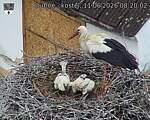 Capi_Dubne_20260611_082002.jpg