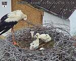 Capi_Dubne_20260611_083504.jpg