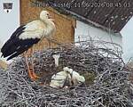 Capi_Dubne_20260611_084503.jpg