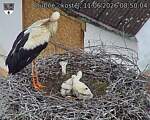 Capi_Dubne_20260611_085004.jpg