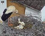 Capi_Dubne_20260611_090002.jpg
