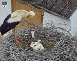Capi_Dubne_20260611_091503.jpg