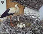 Capi_Dubne_20260611_092503.jpg
