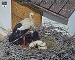 Capi_Dubne_20260611_101502.jpg