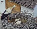Capi_Dubne_20260611_102004.jpg