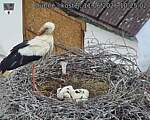 Capi_Dubne_20260611_102502.jpg