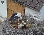 Capi_Dubne_20260611_103003.jpg