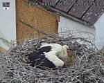 Capi_Dubne_20260611_103502.jpg