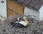 Capi_Dubne_20260611_104003.jpg