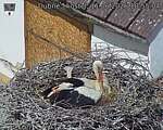 Capi_Dubne_20260611_105504.jpg