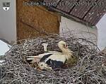 Capi_Dubne_20260611_111503.jpg