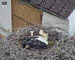 Capi_Dubne_20260611_112003.jpg