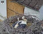 Capi_Dubne_20260611_113503.jpg