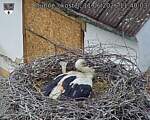 Capi_Dubne_20260611_114003.jpg