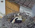 Capi_Dubne_20260611_115004.jpg