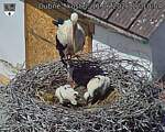 Capi_Dubne_20260611_121004.jpg