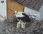 Capi_Dubne_20260611_123503.jpg