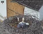 Capi_Dubne_20260611_130503.jpg