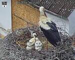Capi_Dubne_20260611_132003.jpg