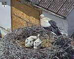 Capi_Dubne_20260611_135502.jpg