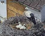 Capi_Dubne_20260611_140002.jpg