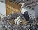 Capi_Dubne_20260611_140503.jpg